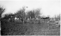HomePlcviiDaisyOrchEofHs02-1921