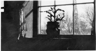 HomePlcxx LivRmEWindow 02-1921